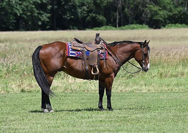 heading-quarter-horse