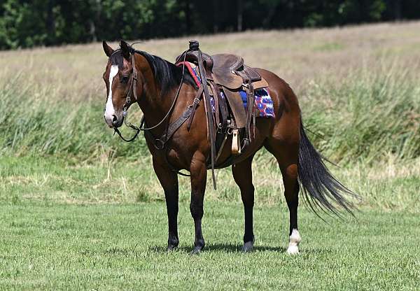 heel-quarter-horse