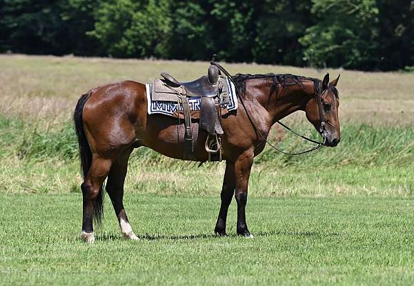 athletic-draft-horse