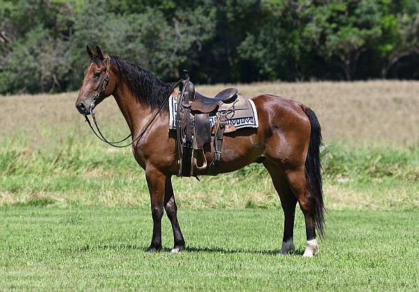 all-around-draft-horse