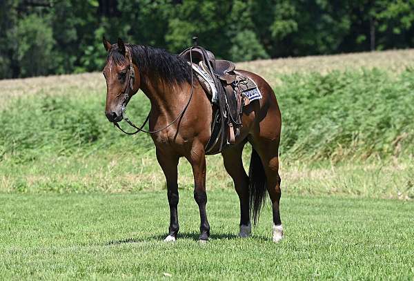 drill-team-draft-horse