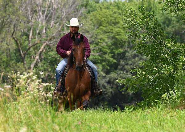 eventing-draft-horse