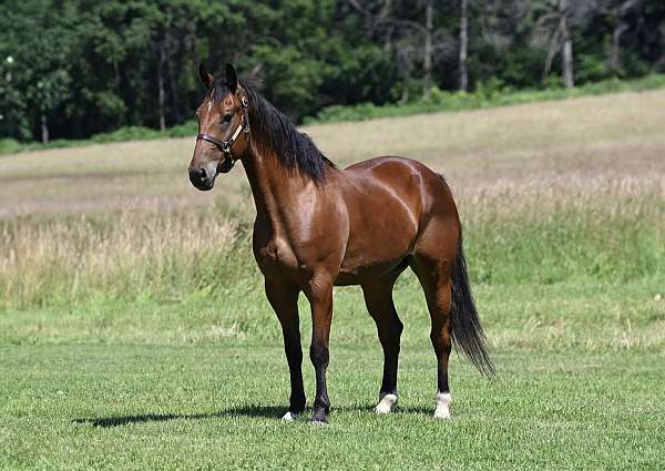 english-pleasure-draft-horse