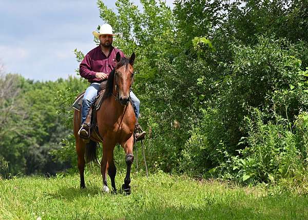 gymkhana-draft-horse