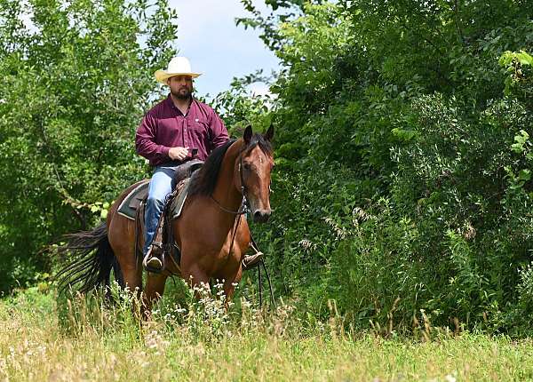 hunt-seat-equitation-draft-horse