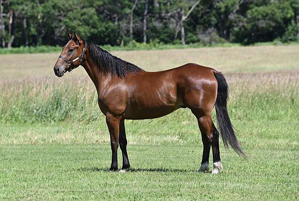 hunter-draft-horse