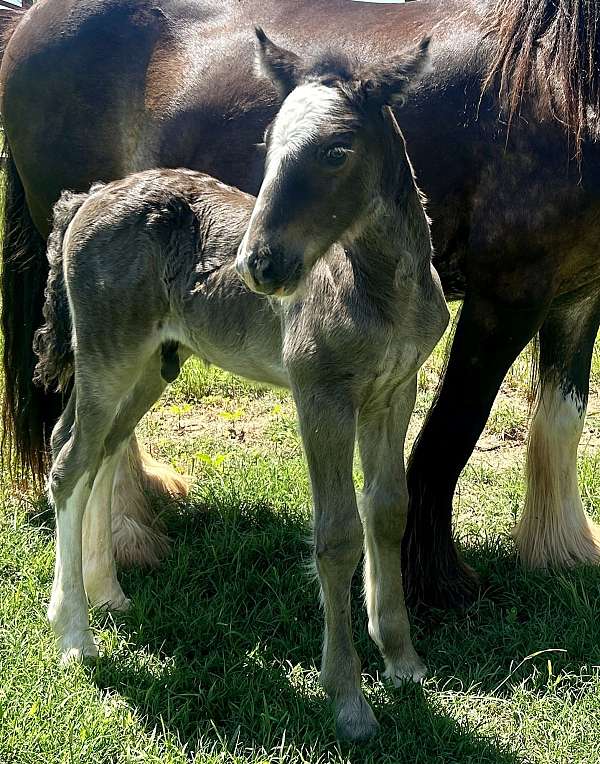 smokey-black-gvhs-stallion