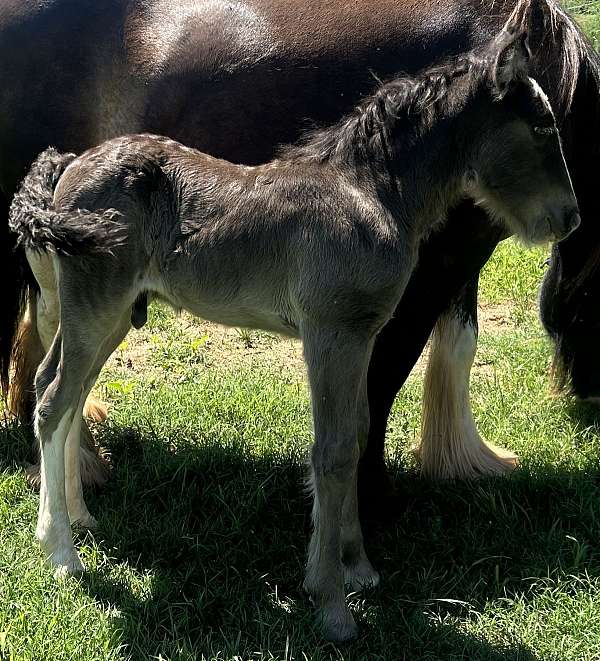 black-smokey-black-colt