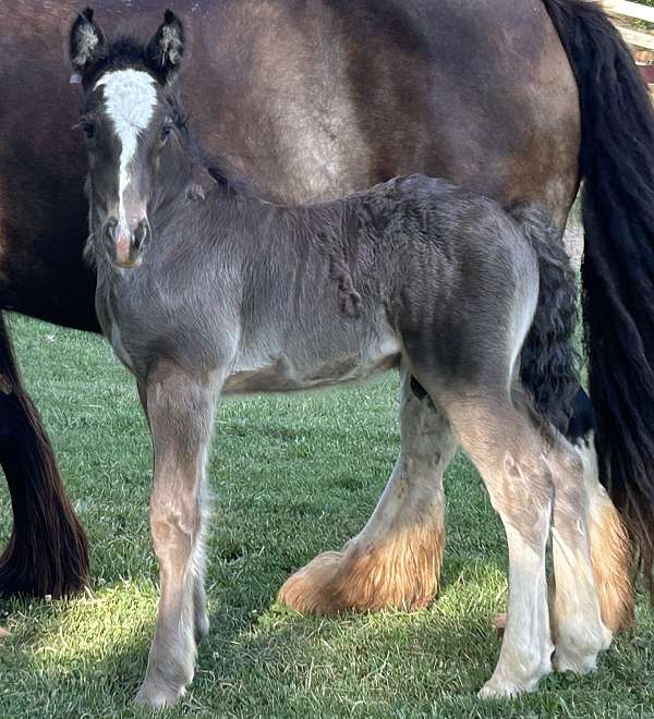 smokey-black-gypsy-vanner-stallion