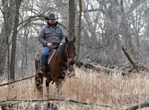 heading-quarter-horse