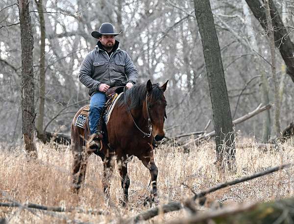 athletic-quarter-horse