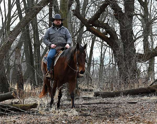 calf-roping-quarter-horse