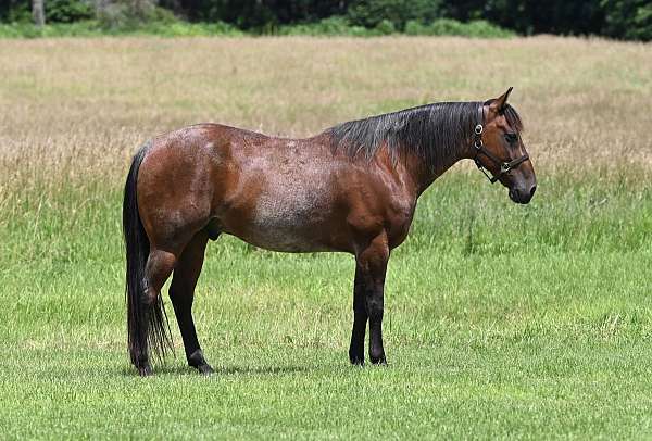 cowboy-mounted-shooting-quarter-horse