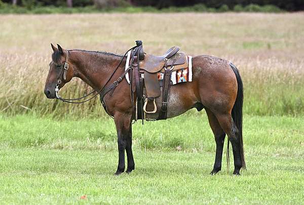 cutting-quarter-horse