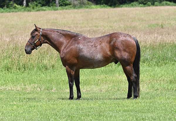 drill-team-quarter-horse