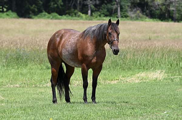 all-around-quarter-horse