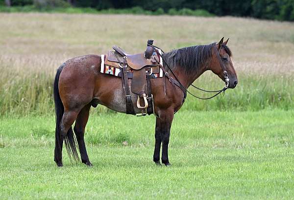 heel-quarter-horse