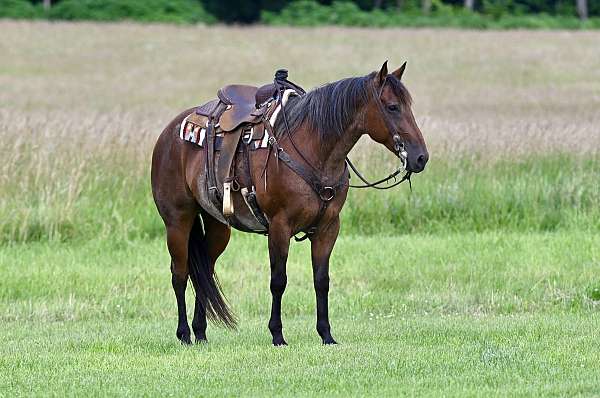 husband-safe-quarter-horse