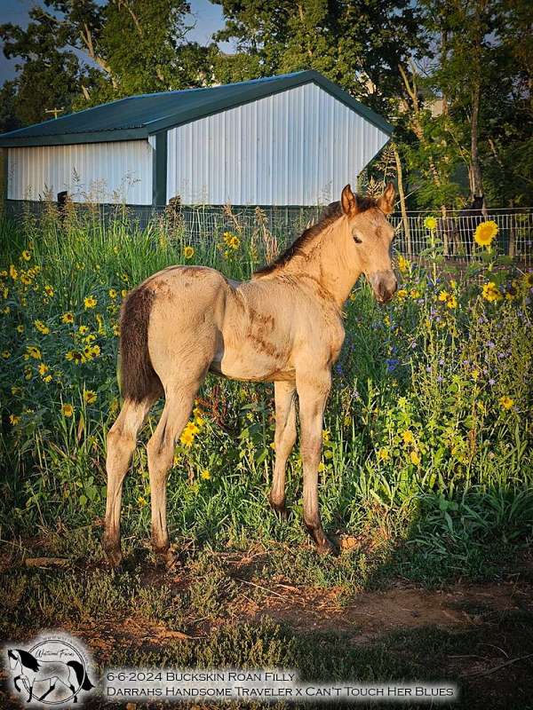 roan-horse