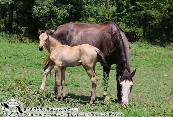 field-trial-tennessee-walking-horse