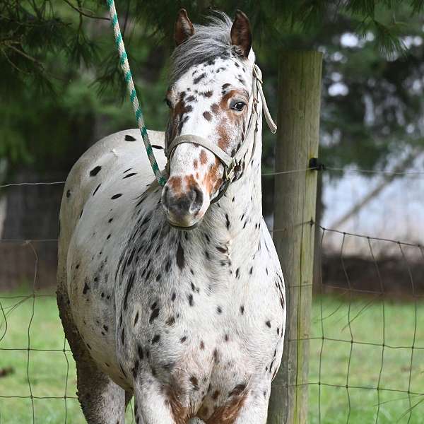 leopard-horse