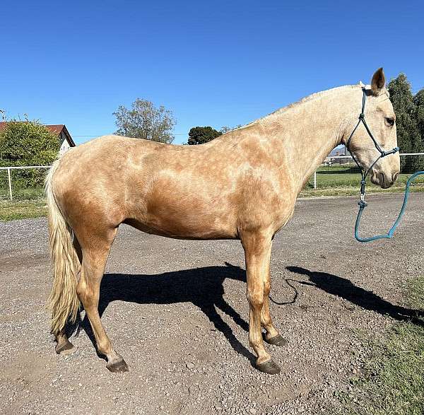 palomino-perlino-andalusian-palomino-mare