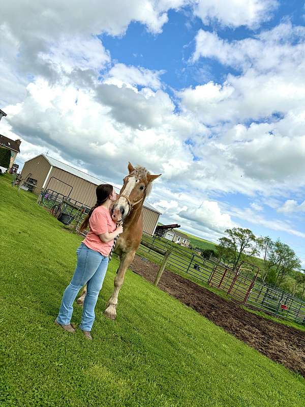 companion-trail-belgian-horse