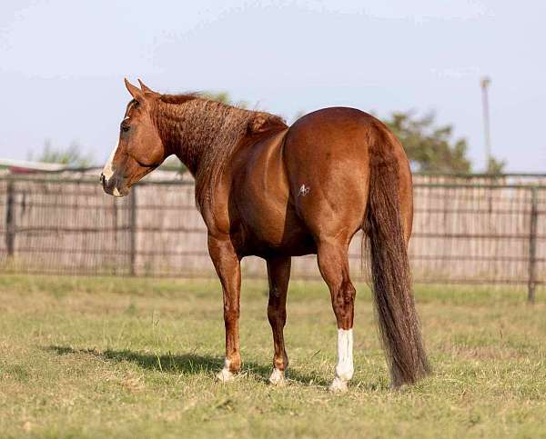 beginner-safe-quarter-horse