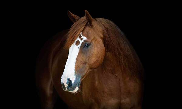 family-horse-quarter