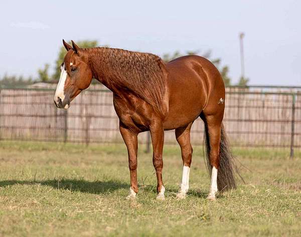 ranch-work-quarter-horse