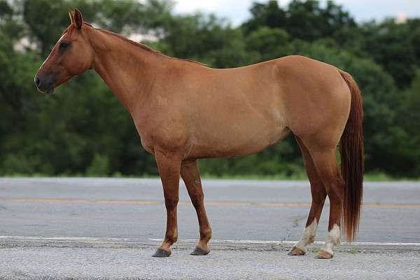 athletic-quarter-horse