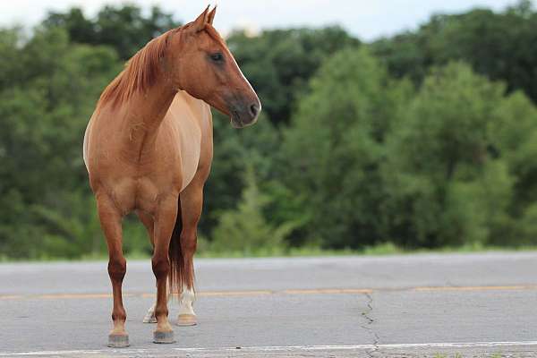 experienced-quarter-horse