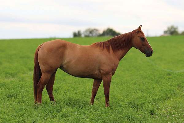 flashy-quarter-horse