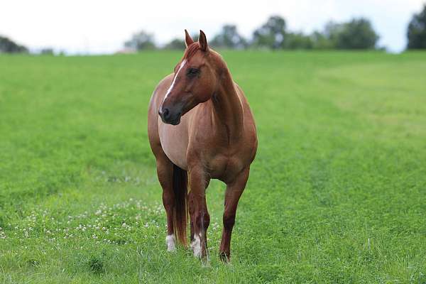 husband-safe-quarter-horse