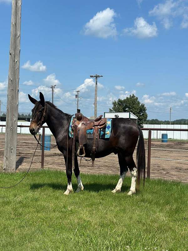 beginner-safe-quarter-horse