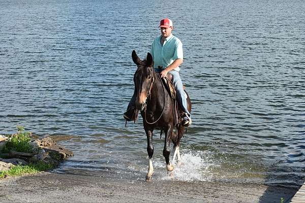 all-around-quarter-horse