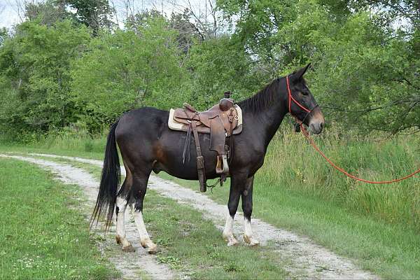 family-horse-quarter