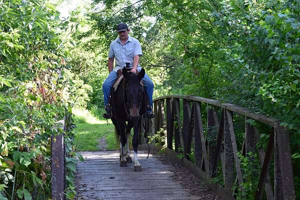 trail-quarter-horse