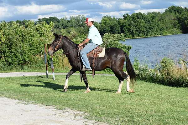 athletic-quarter-horse