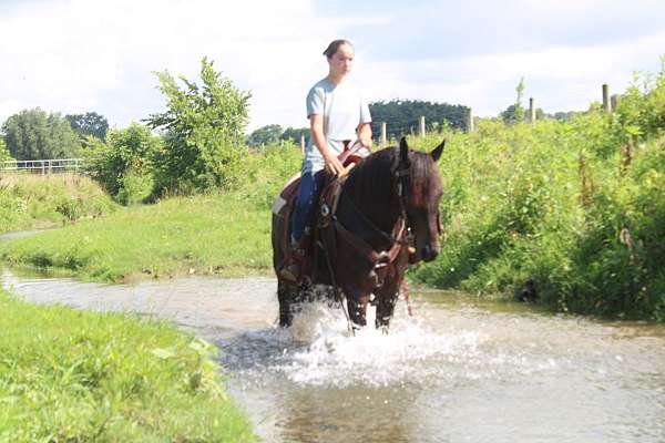 driving-friesian-horse