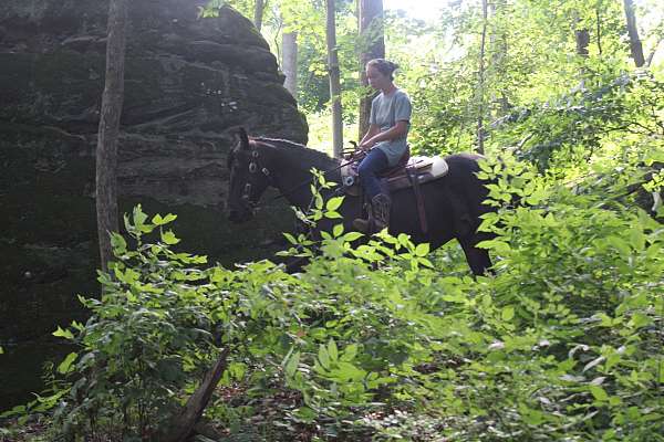 husband-safe-friesian-horse