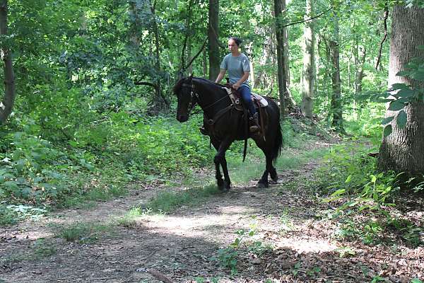 english-pleasure-friesian-horse