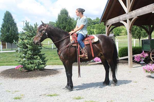 kid-safe-friesian-horse