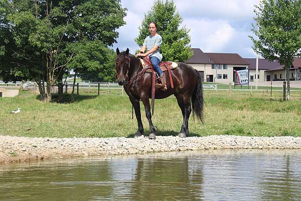 parade-friesian-horse