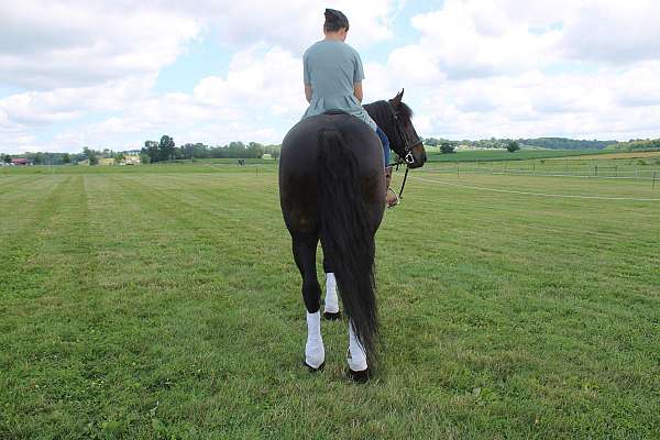 ridden-english-friesian-horse