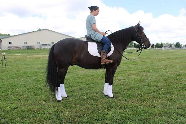 pleasure-driving-friesian-horse