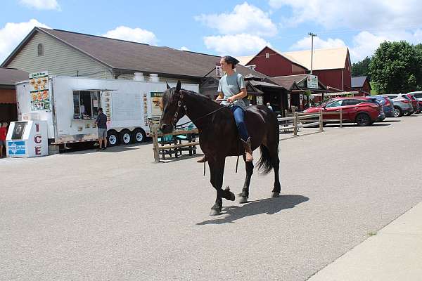 trail-riding-friesian-horse