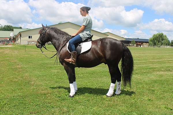 team-driving-friesian-horse