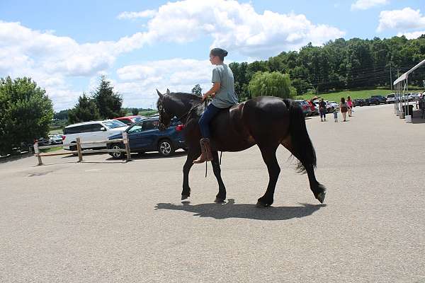 western-pleasure-friesian-horse