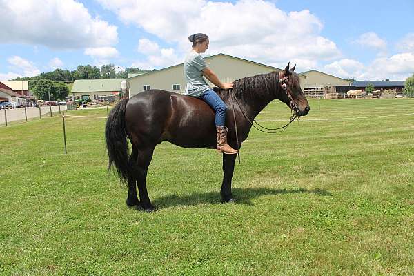 black-friesian-gelding